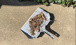 Dustpan filled with leaves on a sidewalk