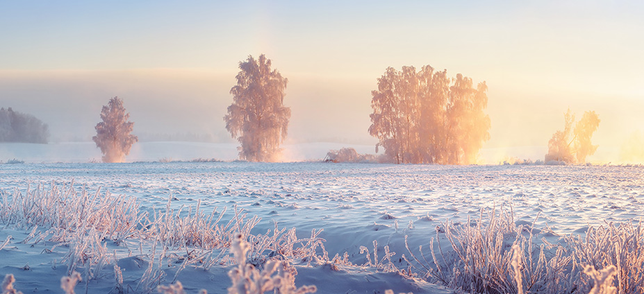 Snow-covered field with trees in the background