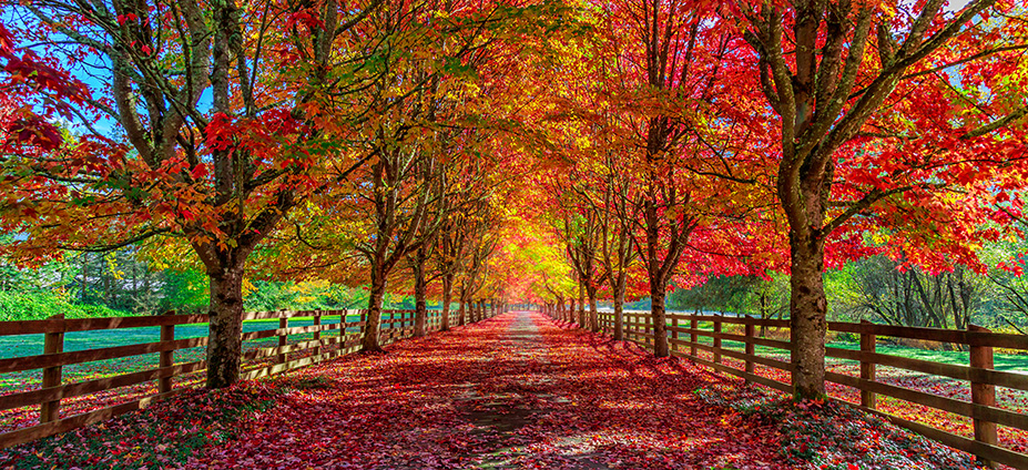 Pathway in Autumn