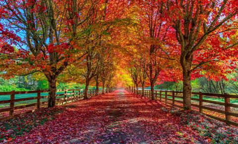 Pathway covered in Autumn leaves