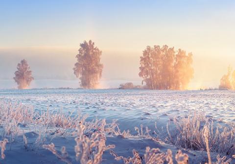 Snow-covered field with trees in the background